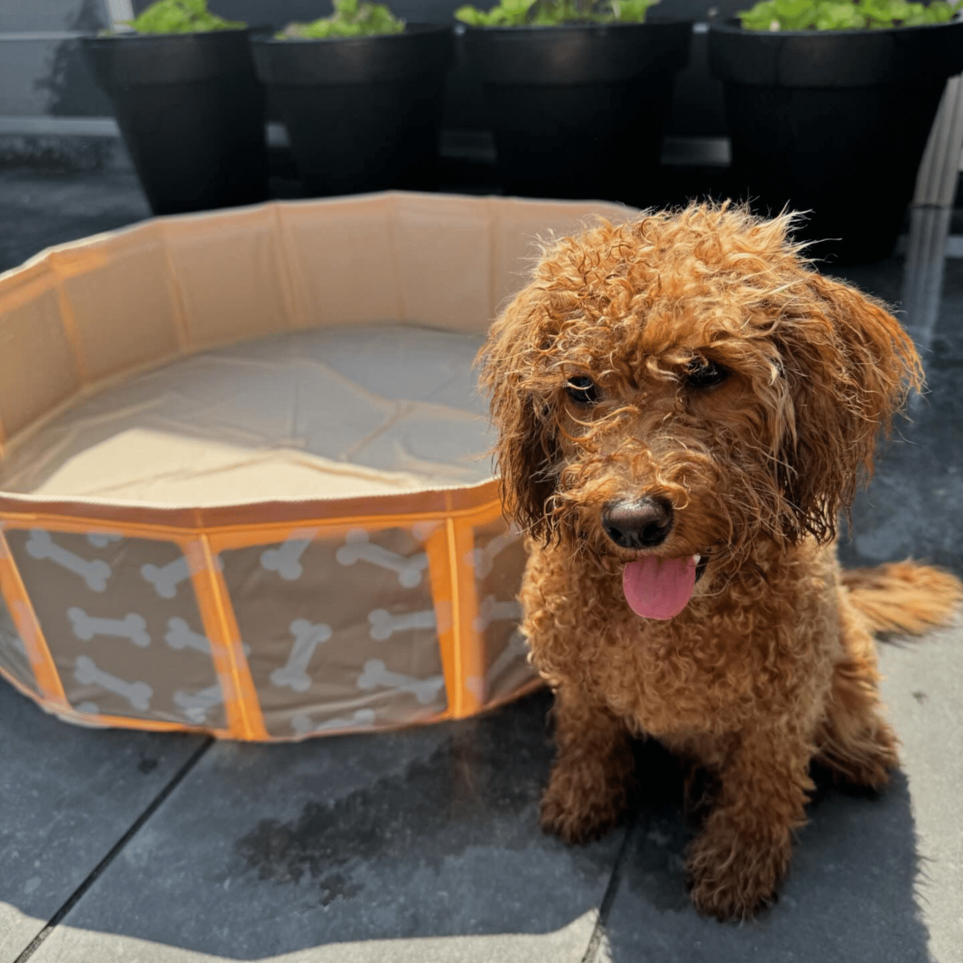swim-essentials-dog-pool-beige-bones-wholesale-3