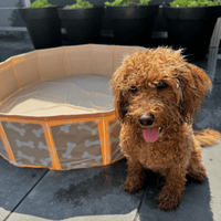 swim-essentials-dog-pool-beige-bones-wholesale-3