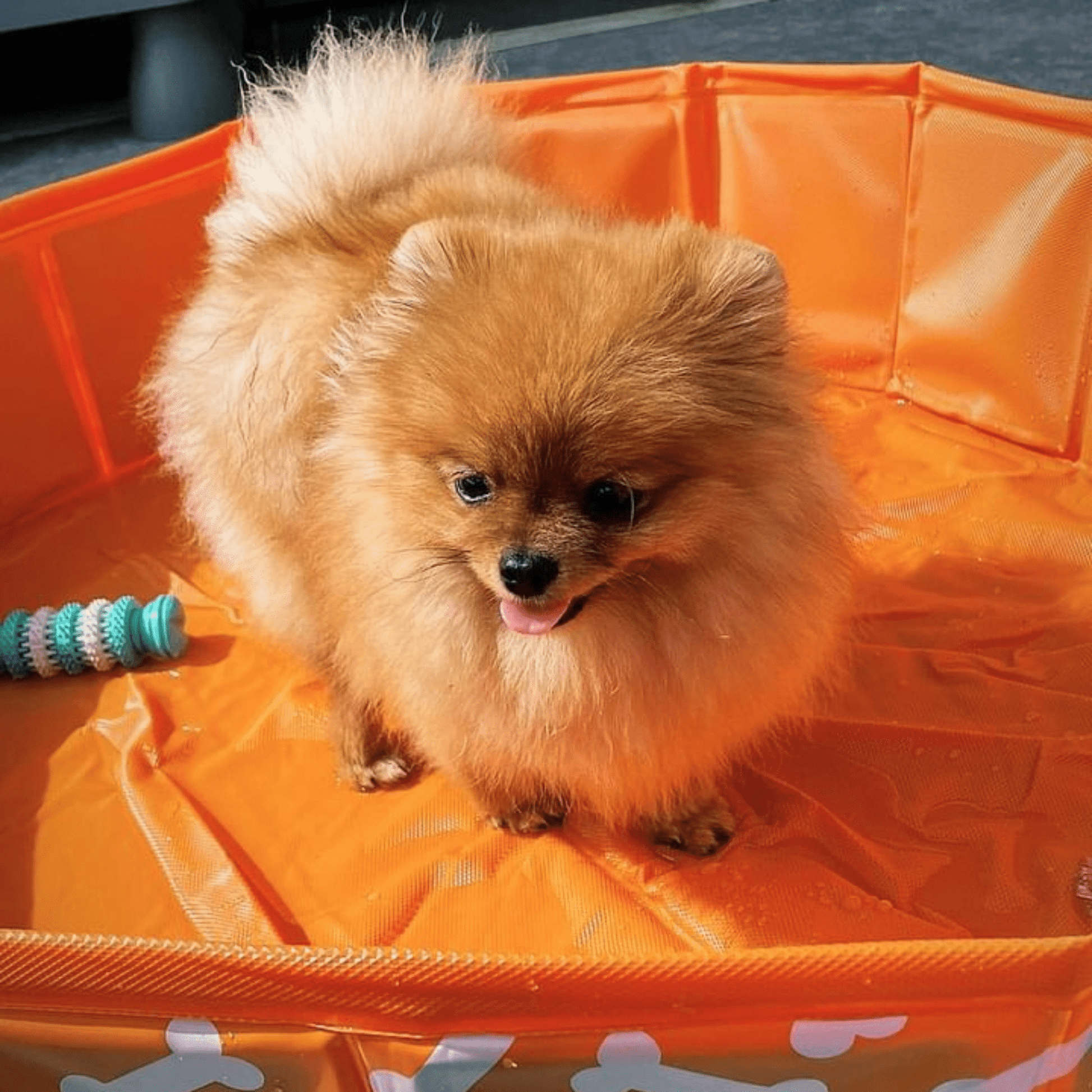 swim-essentials-dog-pool-orange-bones-wholesale-6