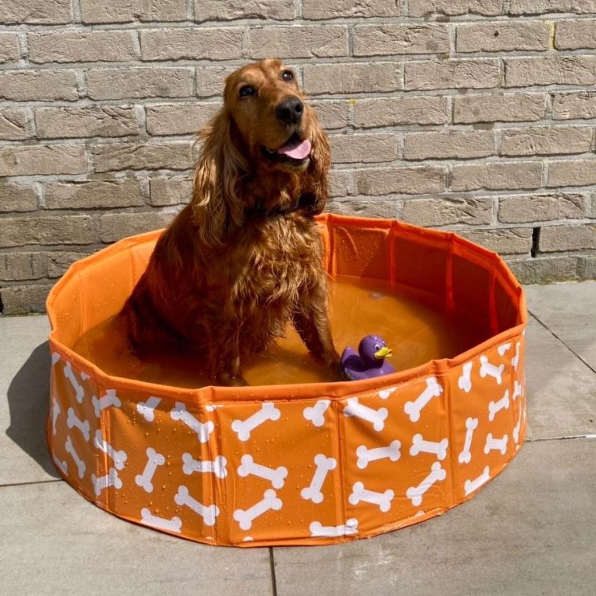 swim-essentials-dog-pool-orange-bones-wholesale-3