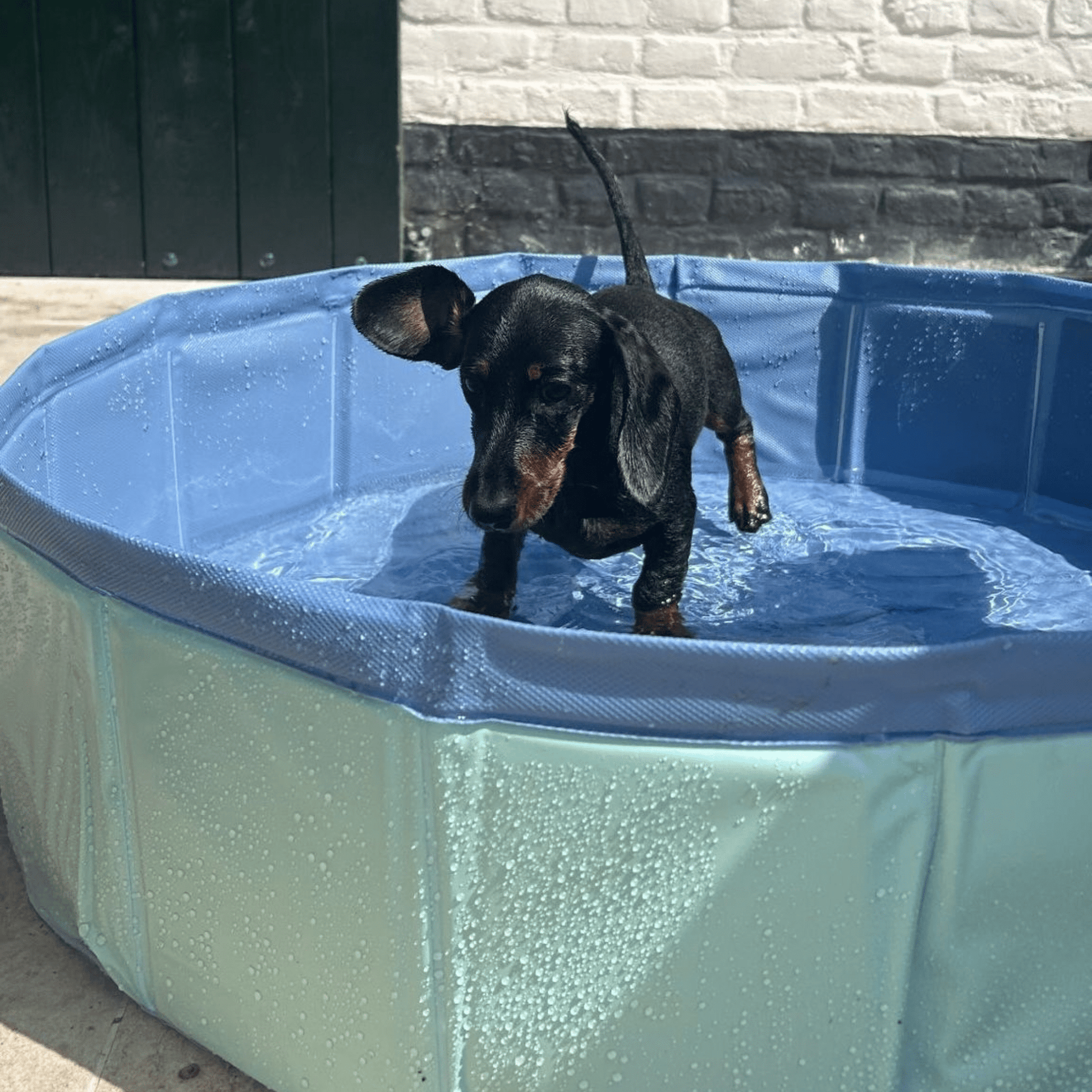 swim-essentials-blue-dog-pool-wholesale-3
