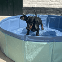 swim-essentials-blue-dog-pool-wholesale-3