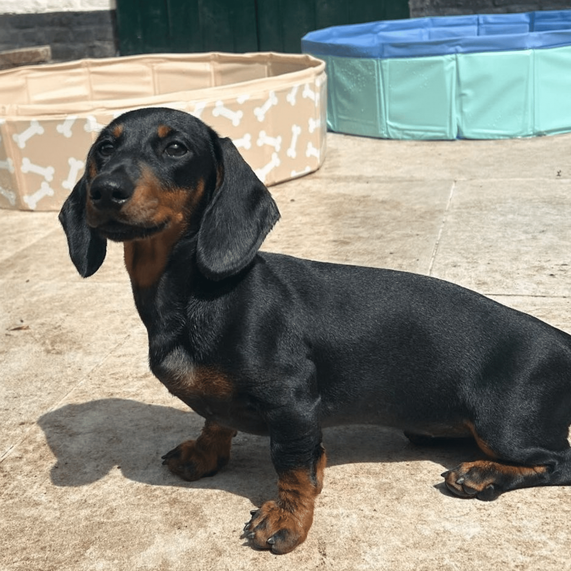 swim-essentials-blue-dog-pool-wholesale-4
