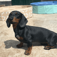 swim-essentials-blue-dog-pool-wholesale-4