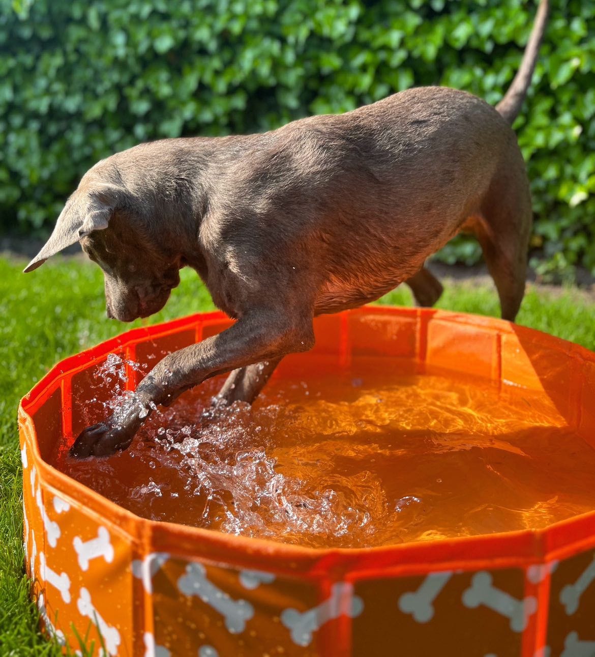 swim-essentials-dog-pool-orange-bones-wholesale-7