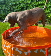 swim-essentials-dog-pool-orange-bones-wholesale-7